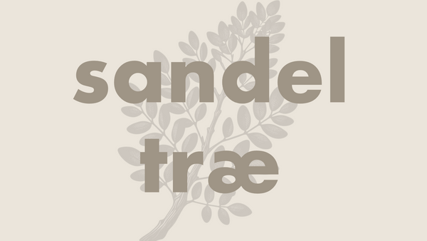 Sandeltræ æteriskolie