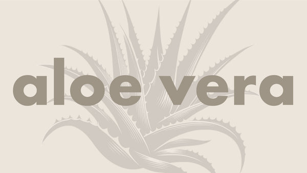 Aloe Vera
